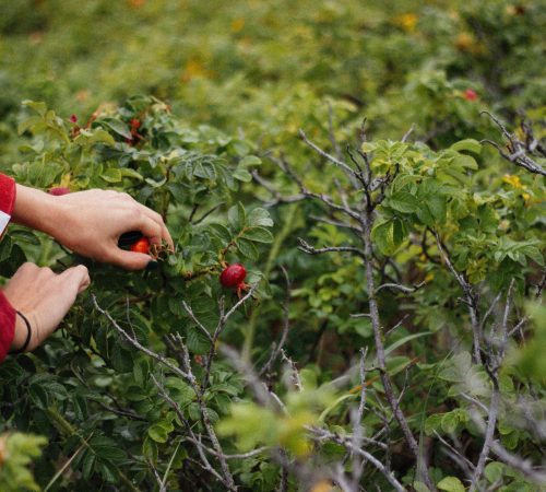 pexels-kpaukshtite-704756