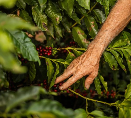 pexels-nicole-queiroz-156397350-21554972